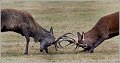 Red Deer stags fighting